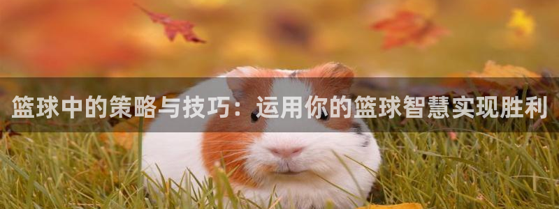 篮球中的策略与技巧：运用你的篮球智慧实现胜利