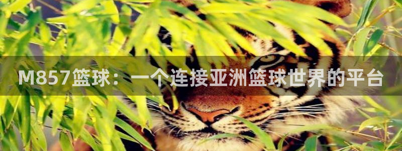 M857篮球：一个连接亚洲篮球世界的平台